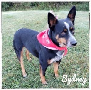 Sydney is a great little Australian Cattle dog Shes black with brown and white