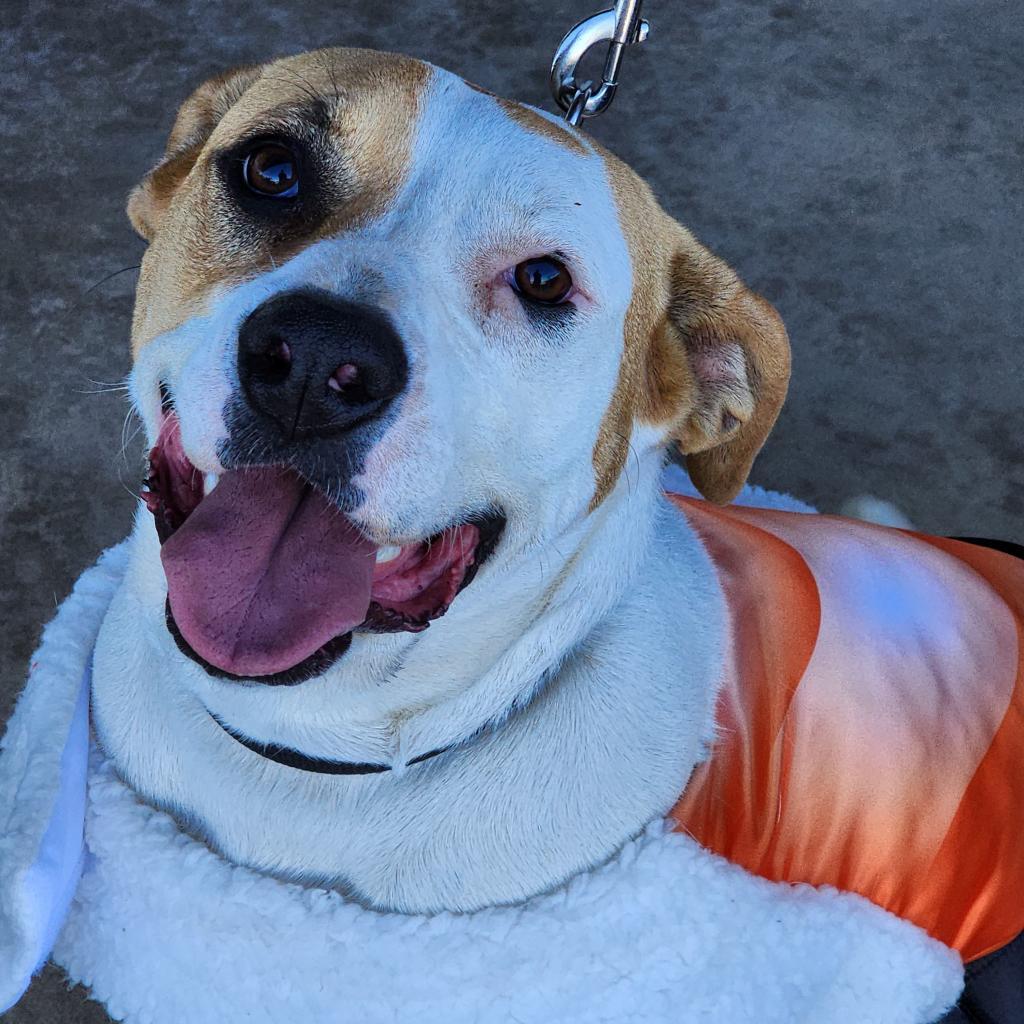 Little girl, an adoptable Boxer in Enid, OK, 73703 | Photo Image 2