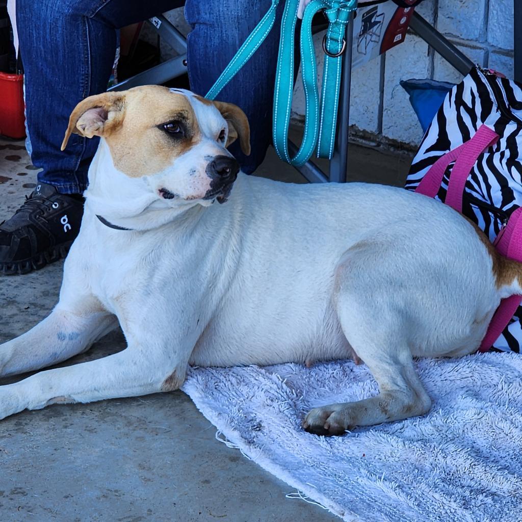 Little girl, an adoptable Boxer in Enid, OK, 73703 | Photo Image 3