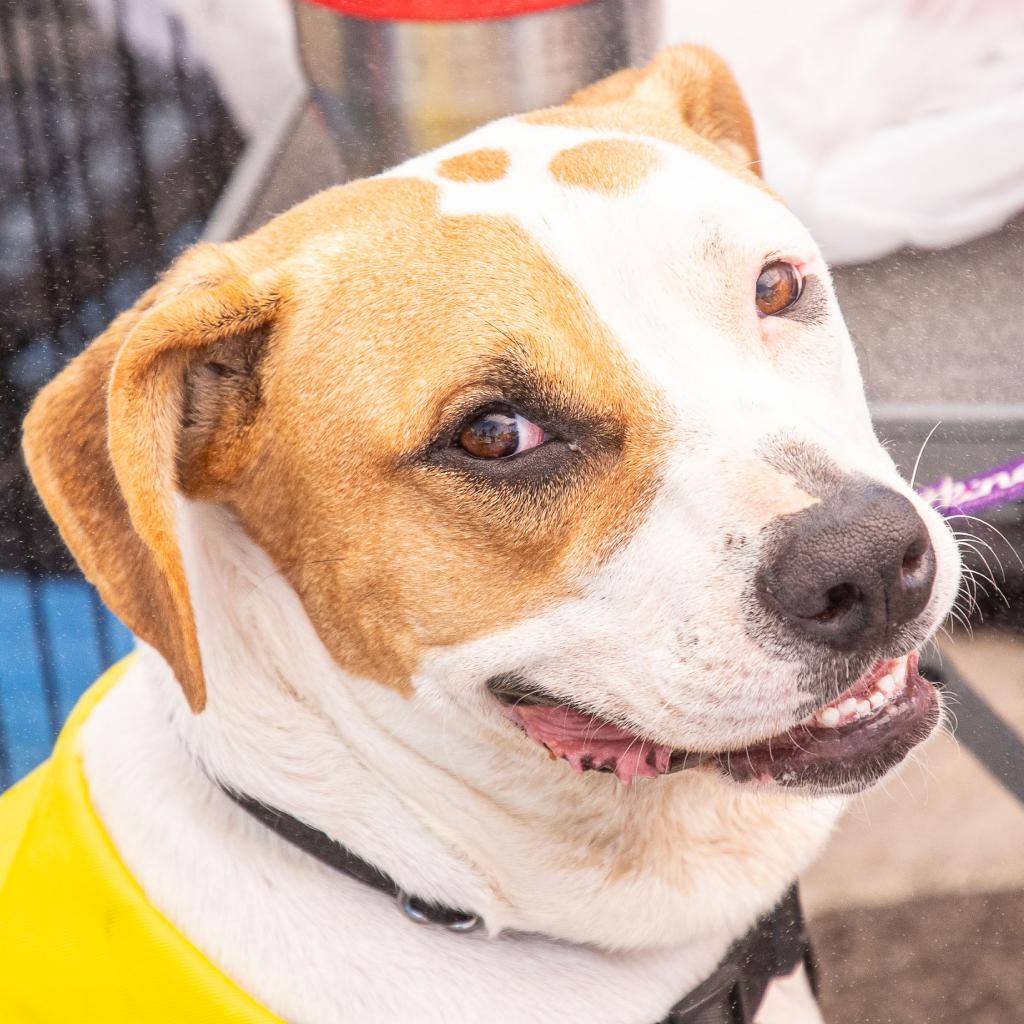 Little girl, an adoptable Boxer in Enid, OK, 73703 | Photo Image 5