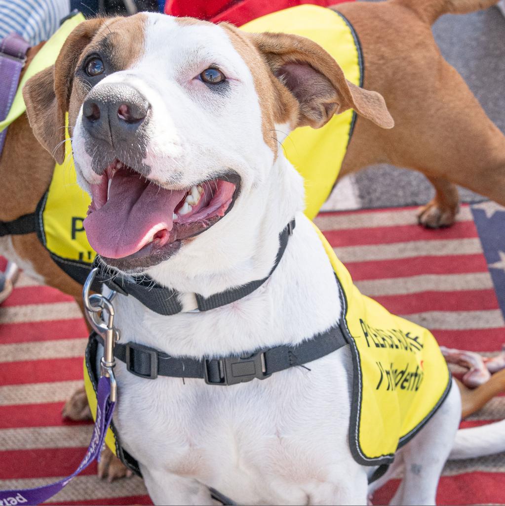 Little girl, an adoptable Boxer in Enid, OK, 73703 | Photo Image 6