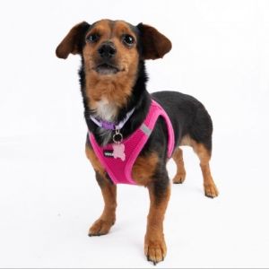 Carmen Sandiego is a globetrotting chihuahua mix with a heart of gold and fur to match With her sle