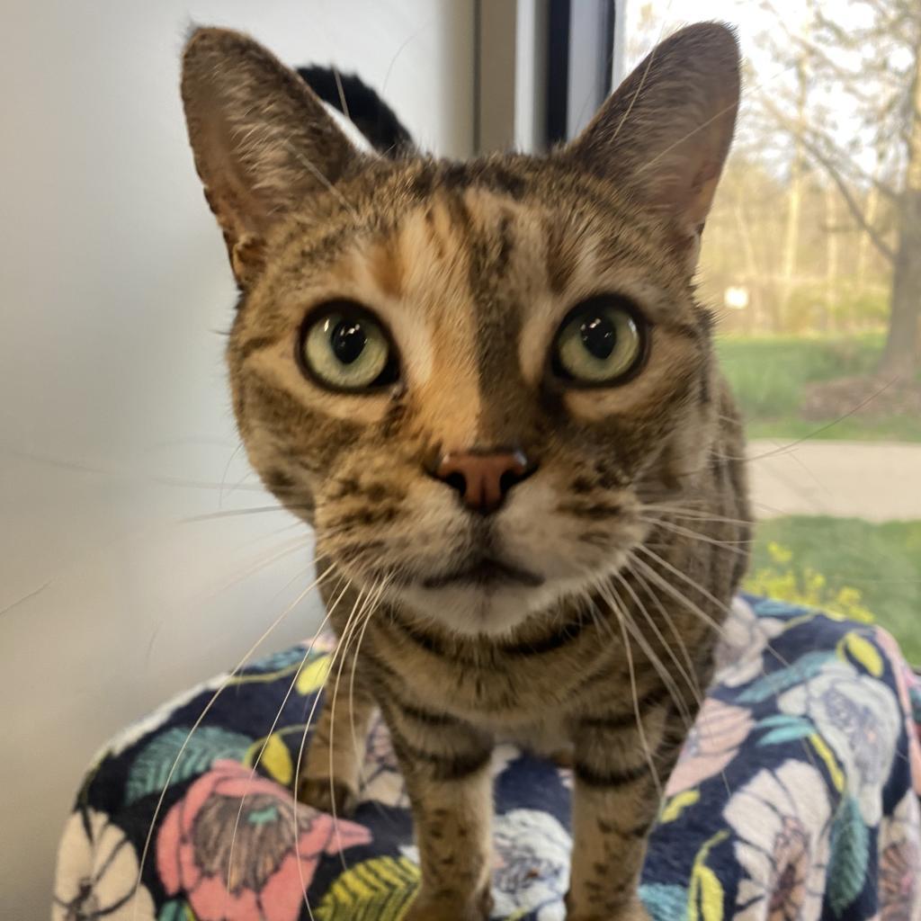 Ainsley-Foster, an adoptable Domestic Short Hair in Grand Rapids, MI, 49534 | Photo Image 1