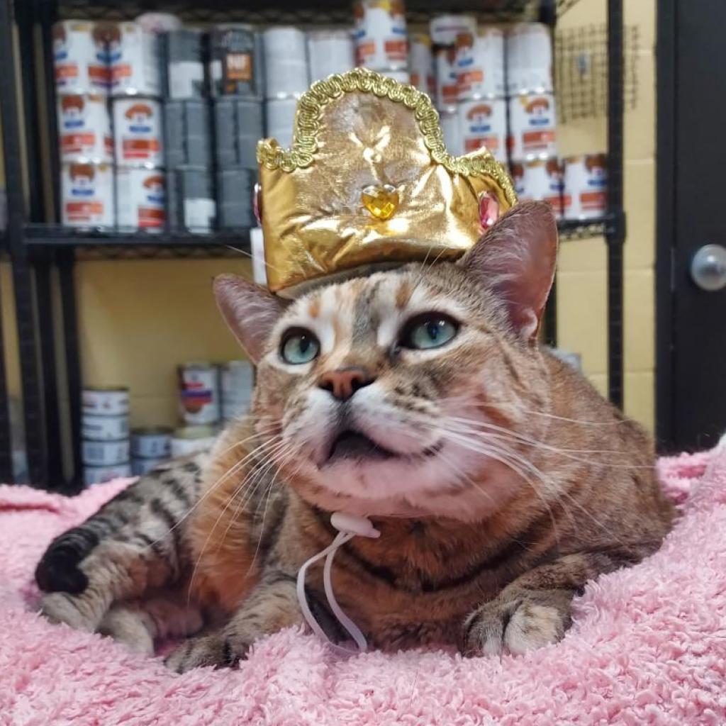 Ainsley - Foster, an adoptable Domestic Short Hair in Grand Rapids, MI, 49534 | Photo Image 2