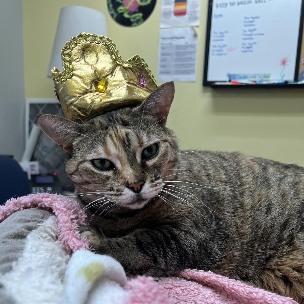 Ainsley-Foster, an adoptable Domestic Short Hair in Grand Rapids, MI, 49534 | Photo Image 3