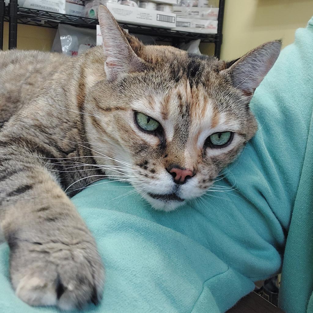 Ainsley-Foster, an adoptable Domestic Short Hair in Grand Rapids, MI, 49534 | Photo Image 4