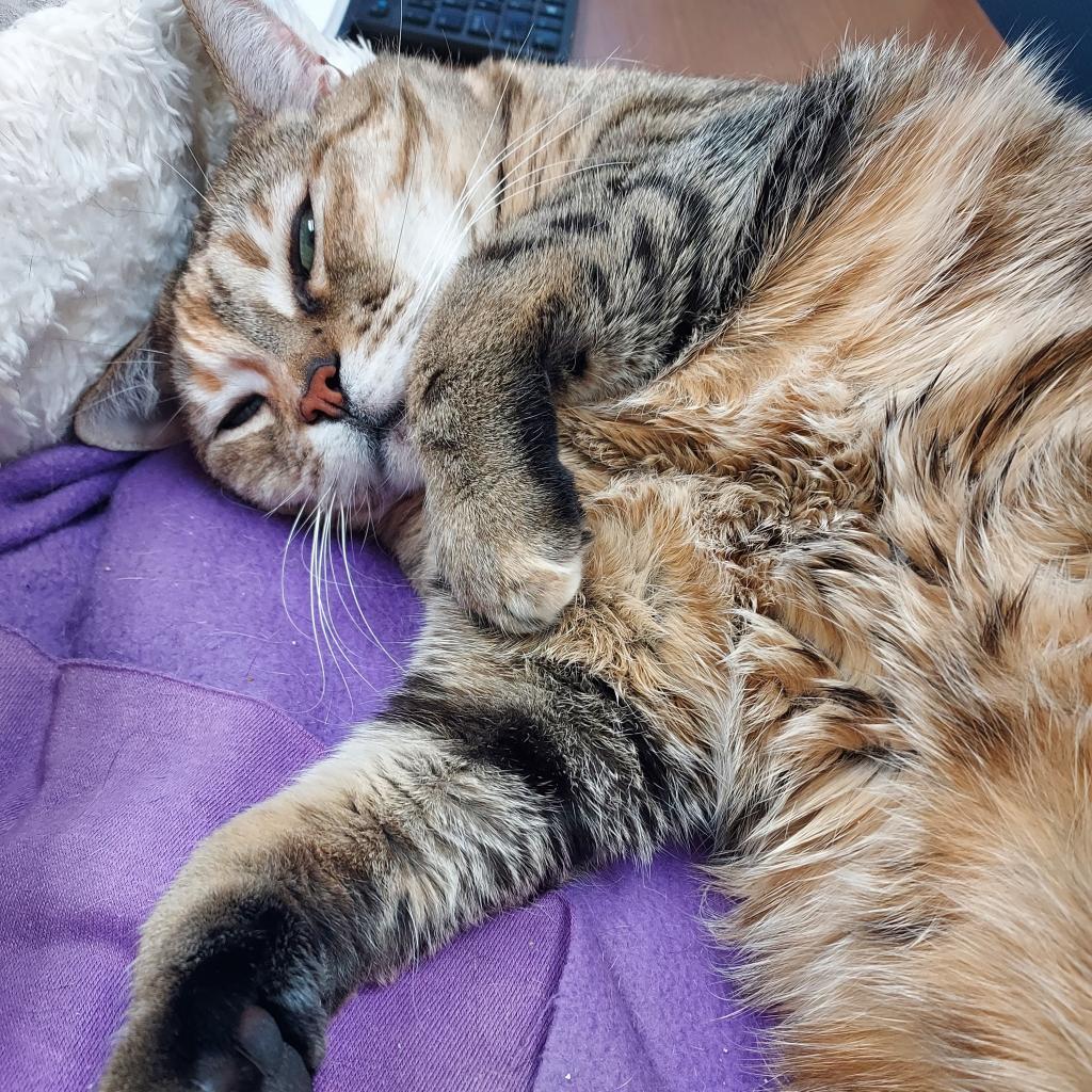 Ainsley - Foster, an adoptable Domestic Short Hair in Grand Rapids, MI, 49534 | Photo Image 5