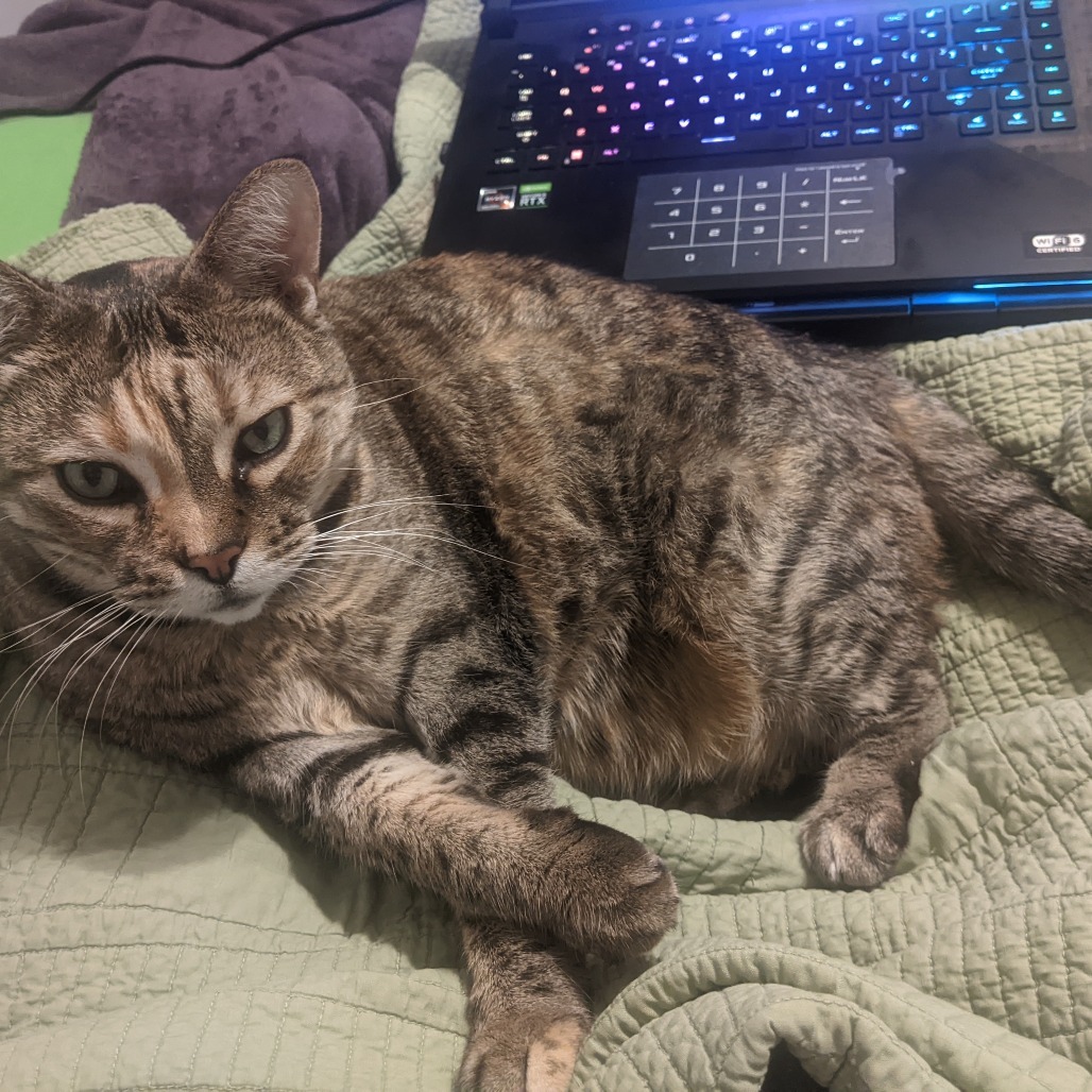 Ainsley-Foster, an adoptable Domestic Short Hair in Grand Rapids, MI, 49534 | Photo Image 6