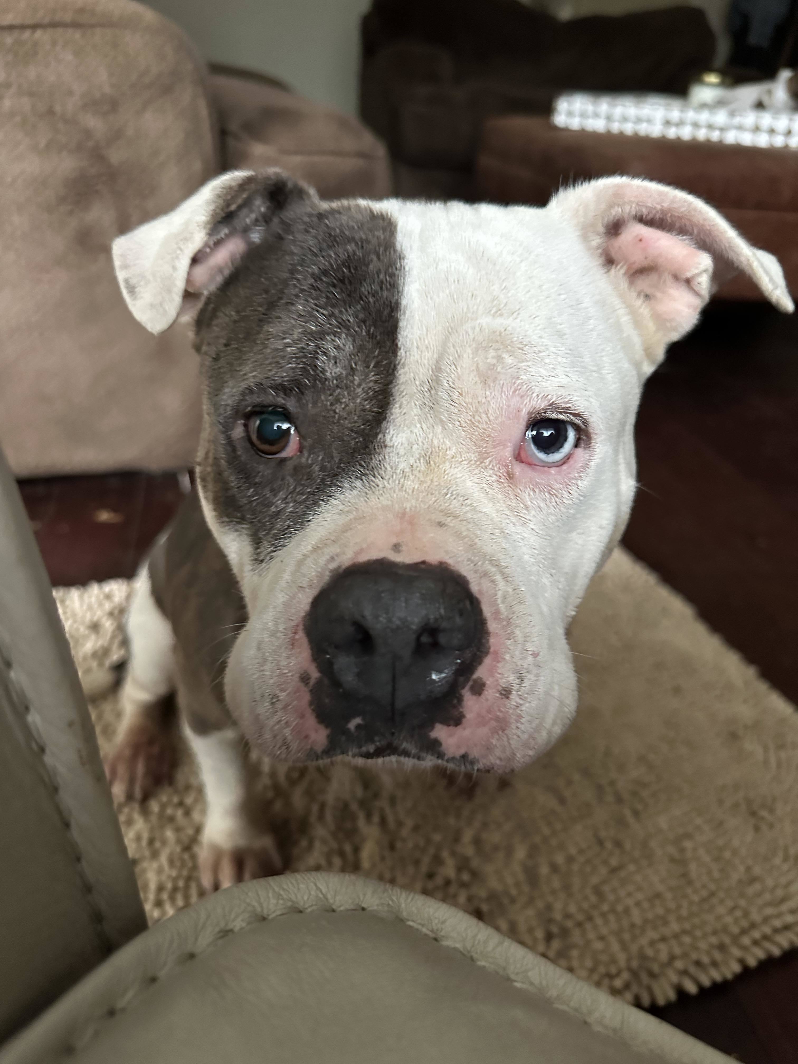 Clementine, an adoptable Pit Bull Terrier in Arlee, MT, 59821 | Photo Image 1