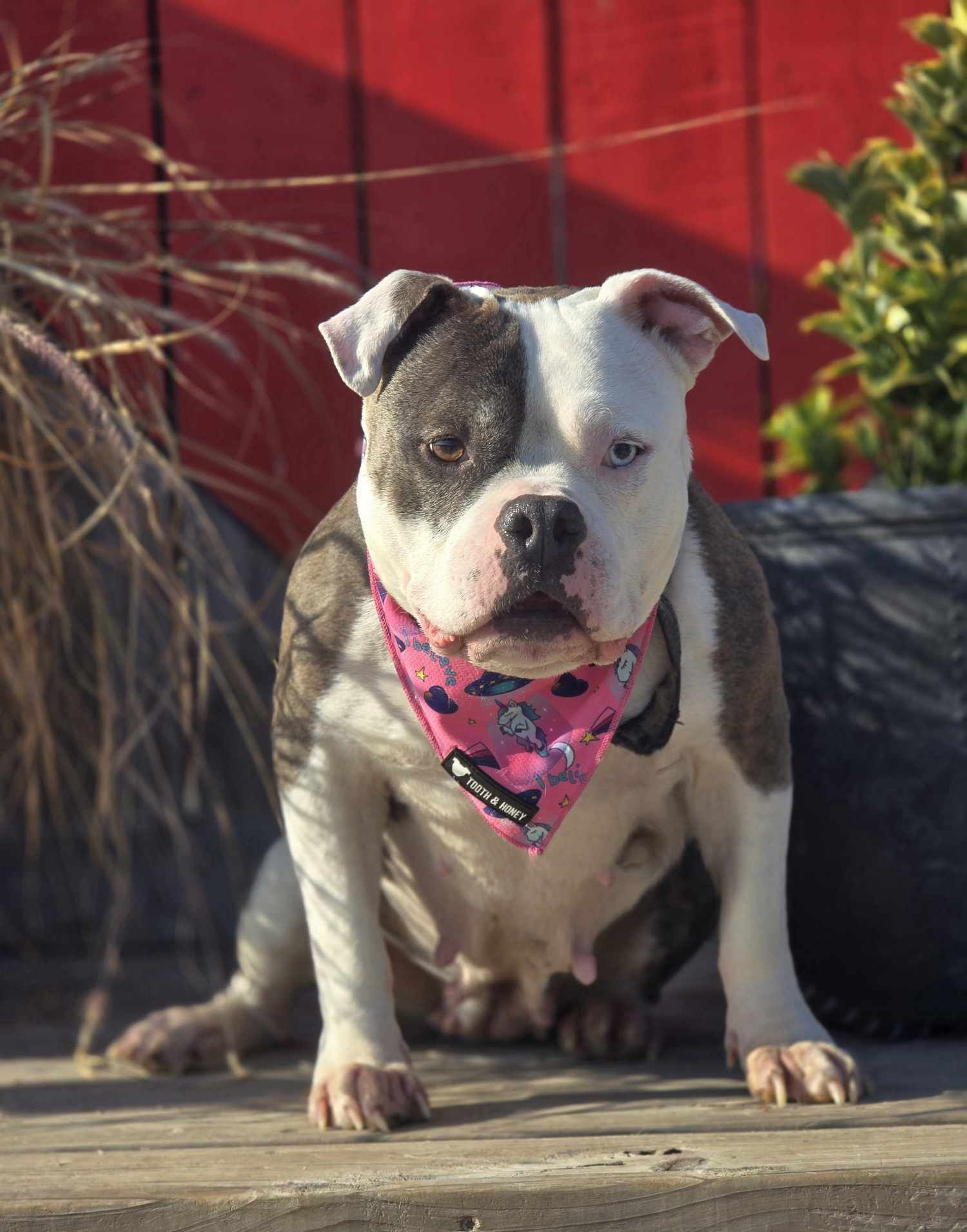 Clementine, an adoptable Pit Bull Terrier in Arlee, MT, 59821 | Photo Image 1