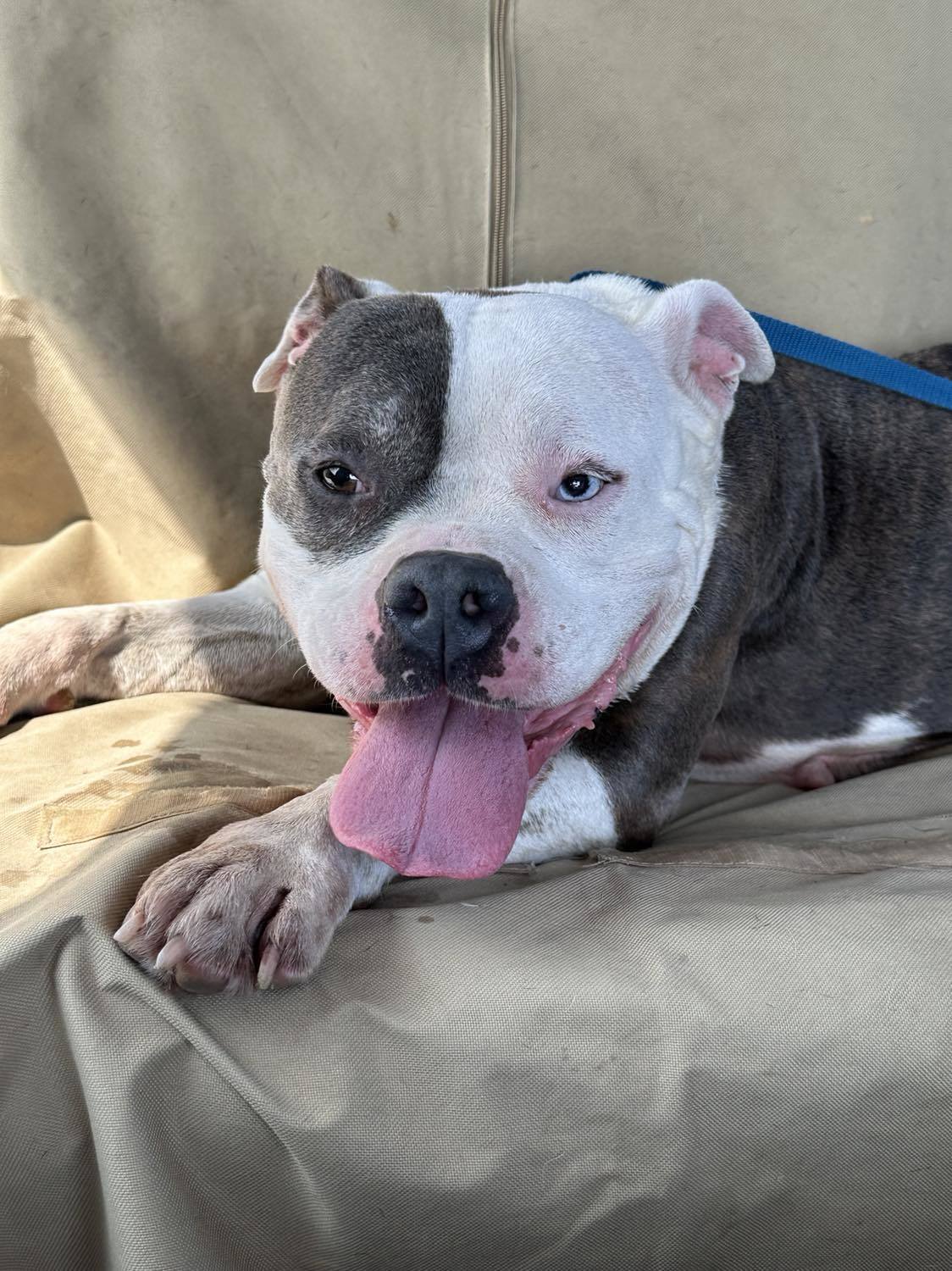 Clementine, an adoptable Pit Bull Terrier in Arlee, MT, 59821 | Photo Image 2