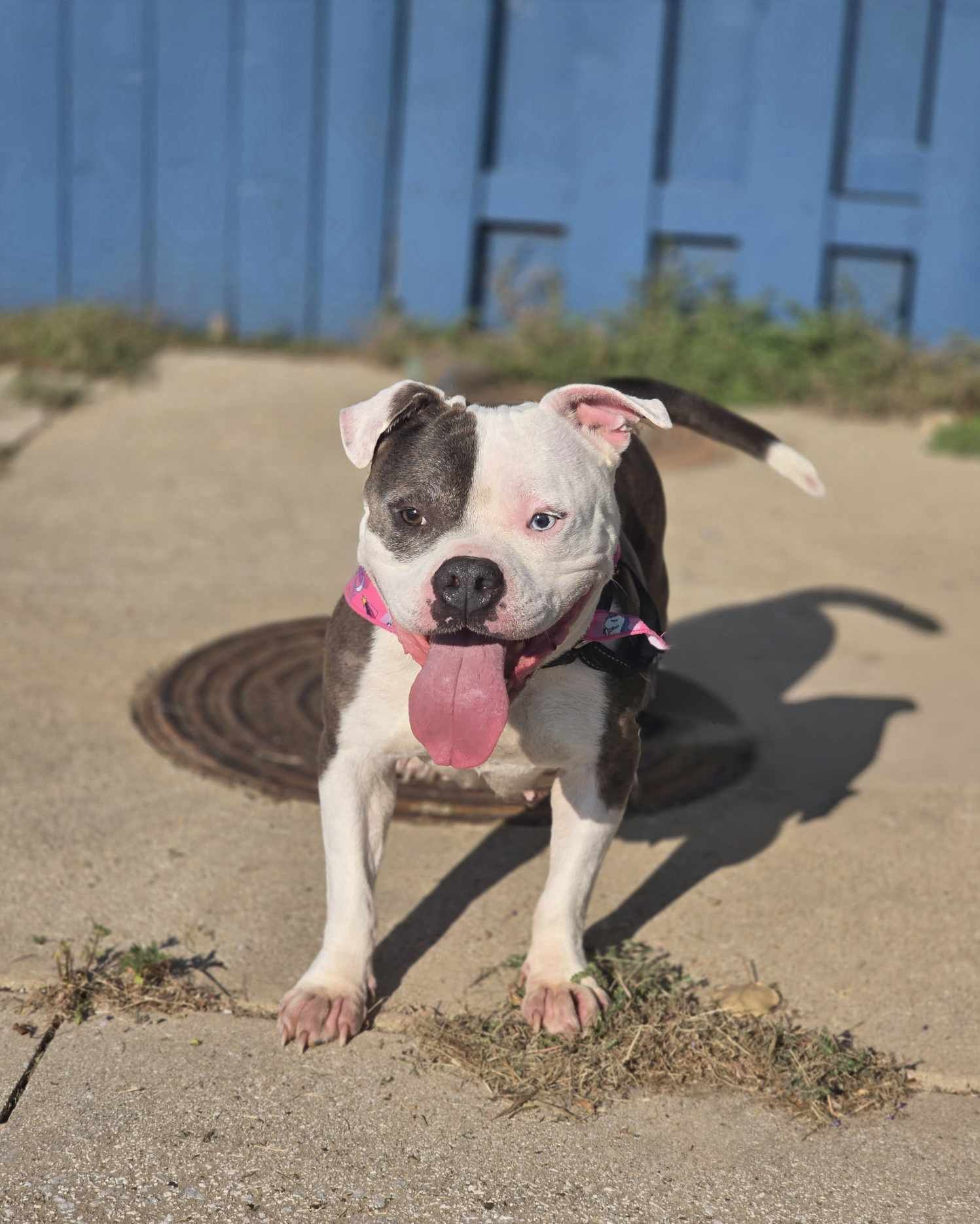 Clementine, an adoptable Pit Bull Terrier in Arlee, MT, 59821 | Photo Image 2