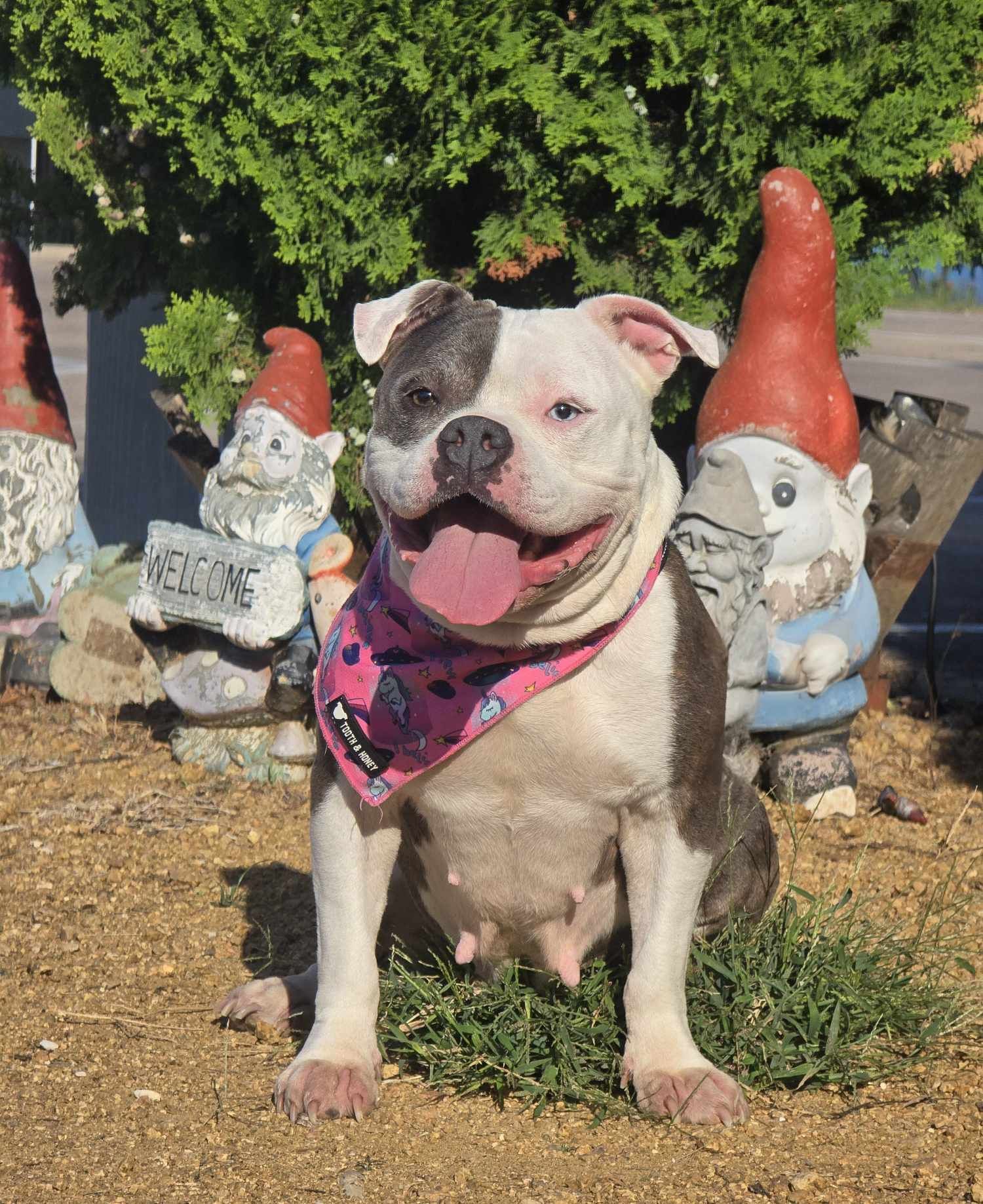 Clementine, an adoptable Pit Bull Terrier in Arlee, MT, 59821 | Photo Image 3