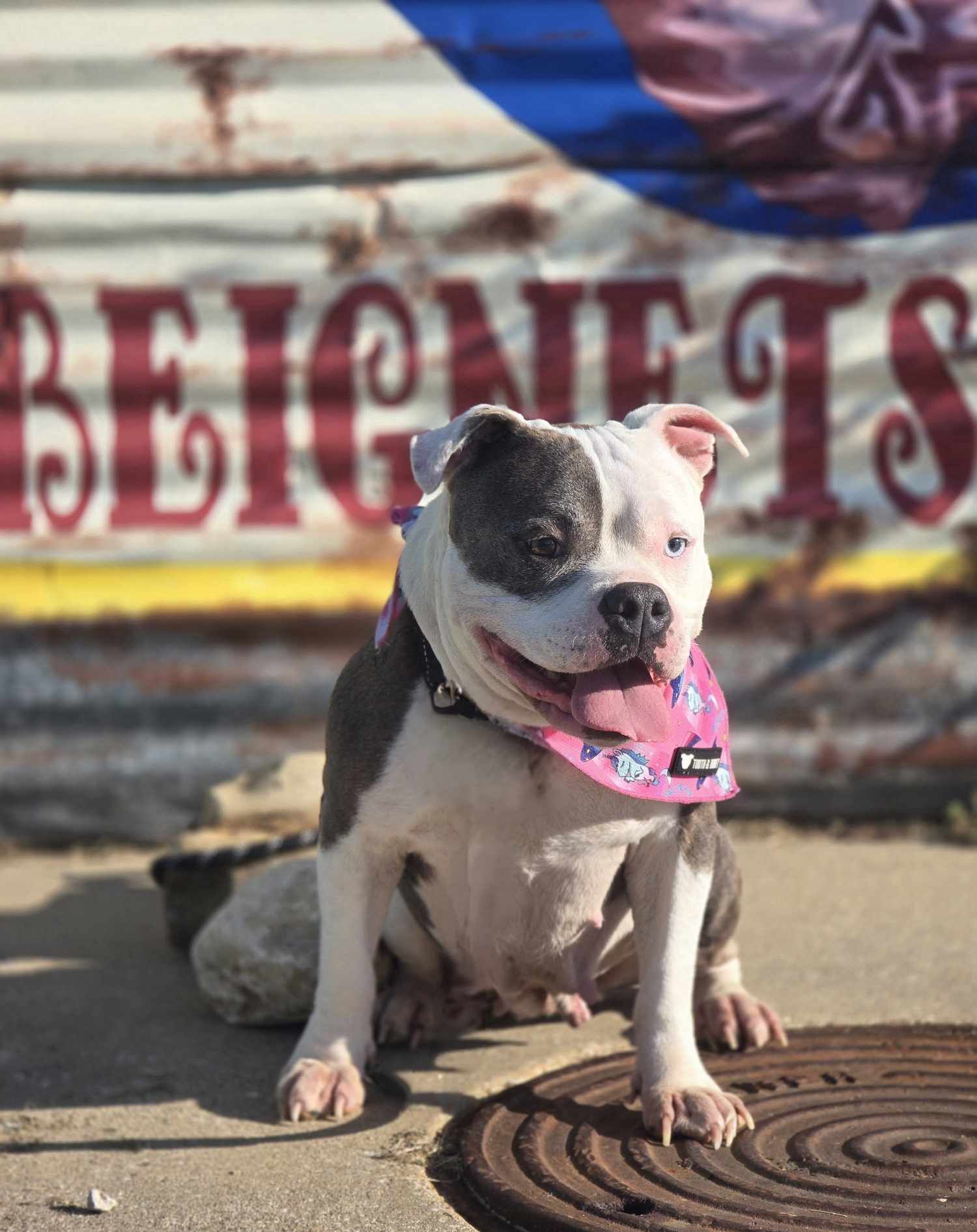 Clementine, an adoptable Pit Bull Terrier in Arlee, MT, 59821 | Photo Image 5