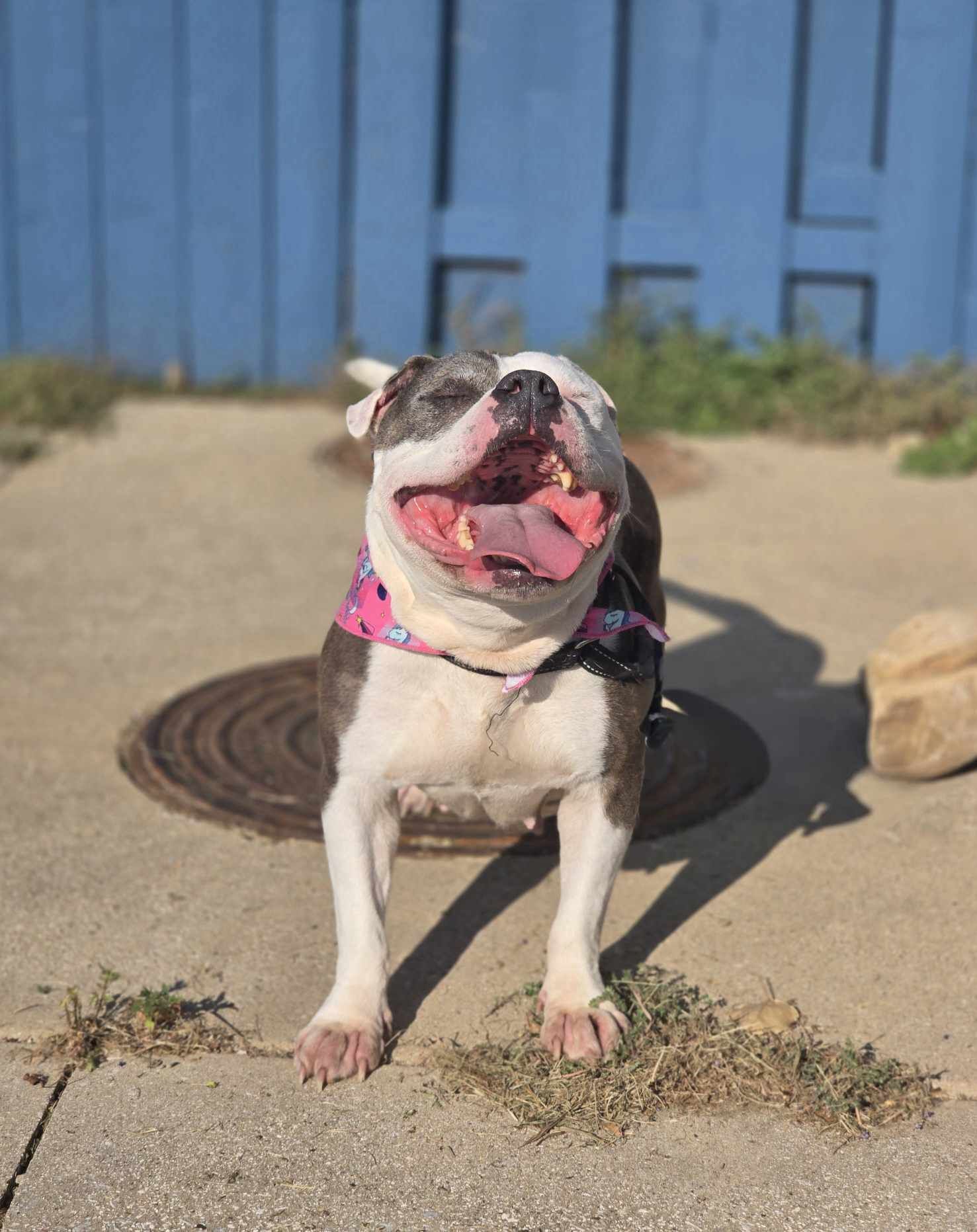 Clementine, an adoptable Pit Bull Terrier in Arlee, MT, 59821 | Photo Image 6