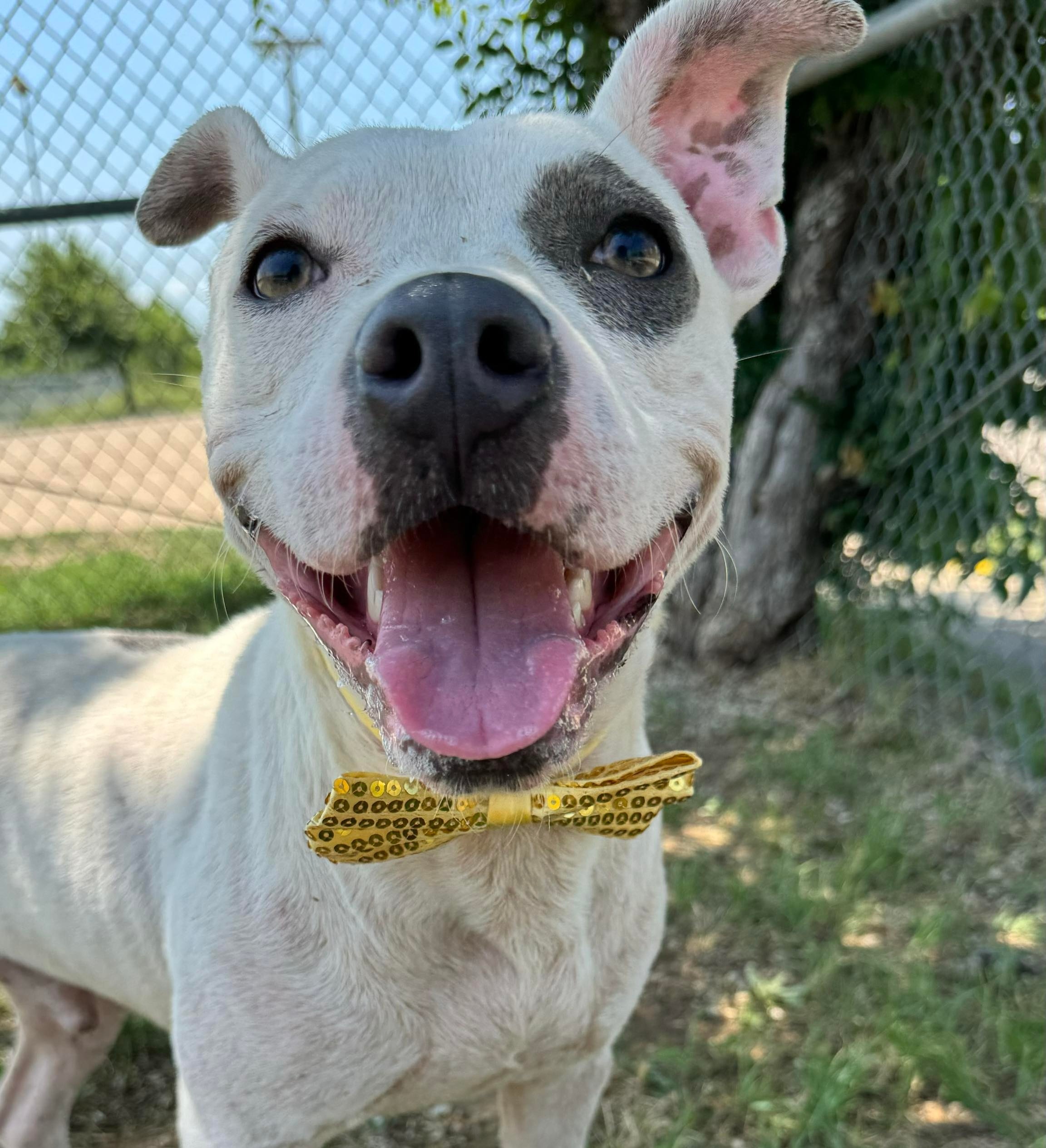 Oscar, an adoptable Pit Bull Terrier in Arlee, MT, 59821 | Photo Image 1