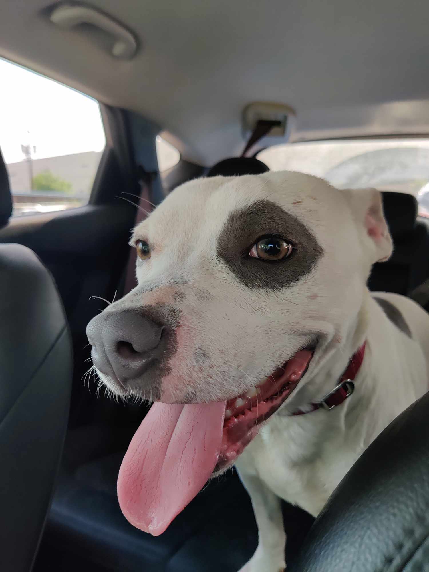 Oscar, an adoptable Pit Bull Terrier in Arlee, MT, 59821 | Photo Image 2