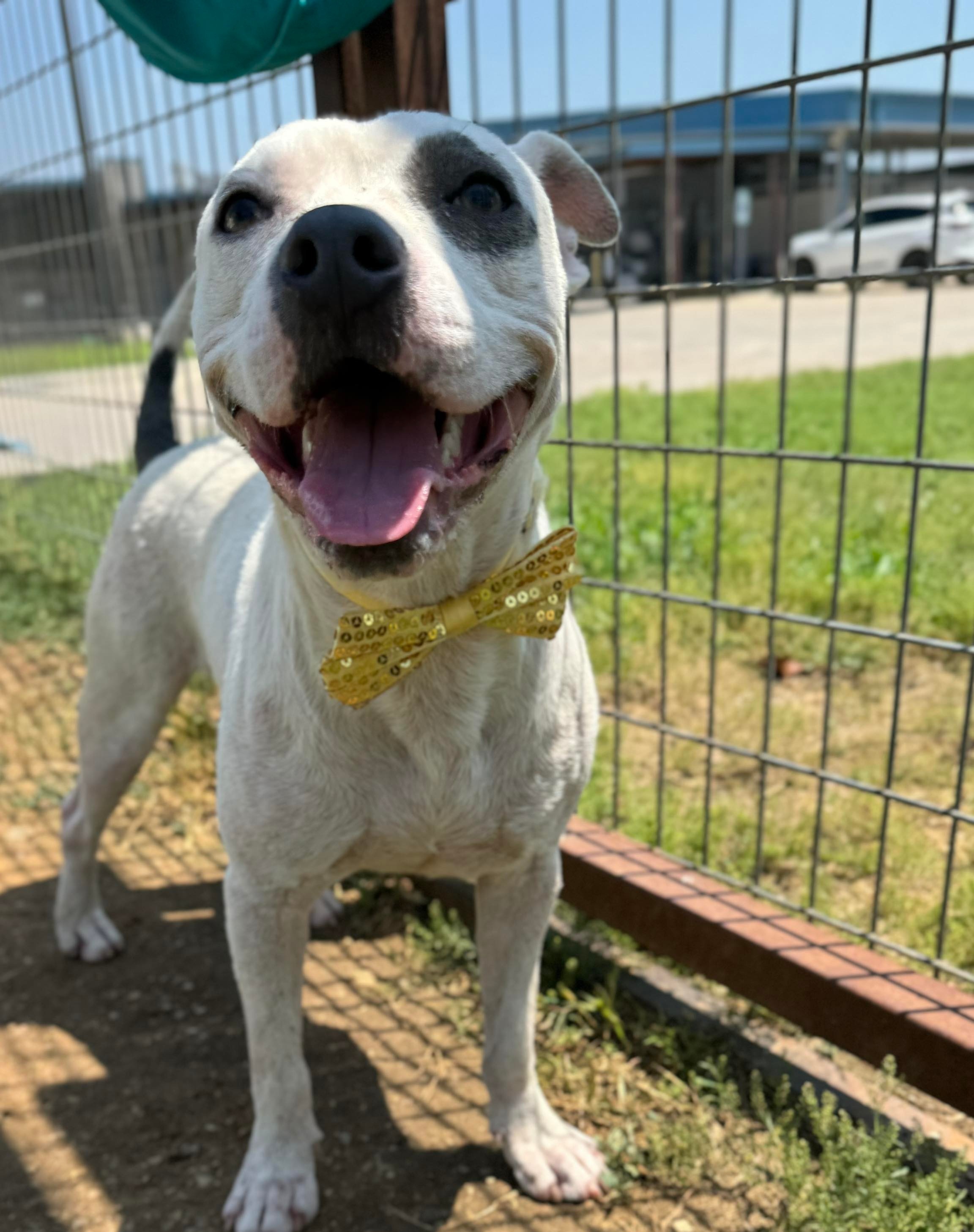 Oscar, an adoptable Pit Bull Terrier in Arlee, MT, 59821 | Photo Image 3