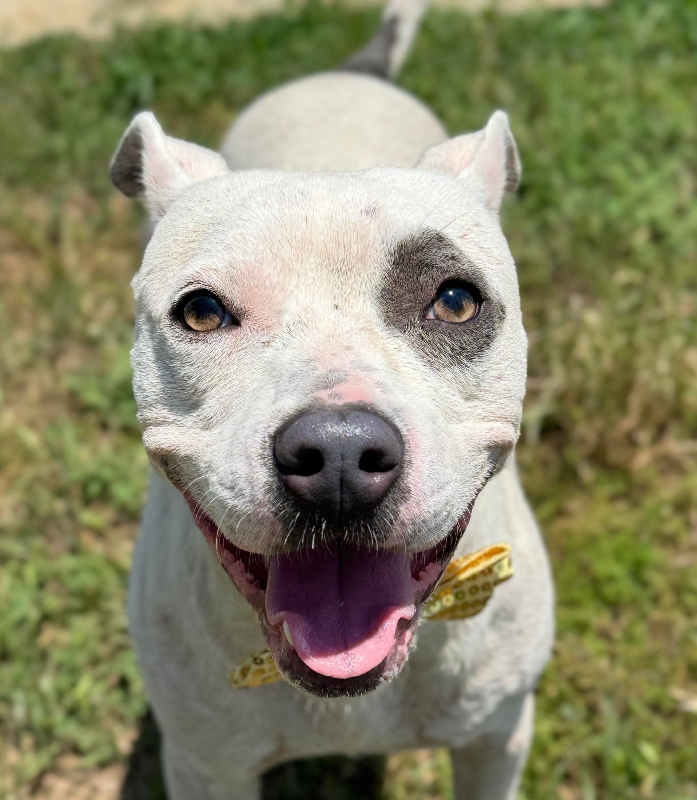 Oscar, an adoptable Pit Bull Terrier in Arlee, MT, 59821 | Photo Image 4