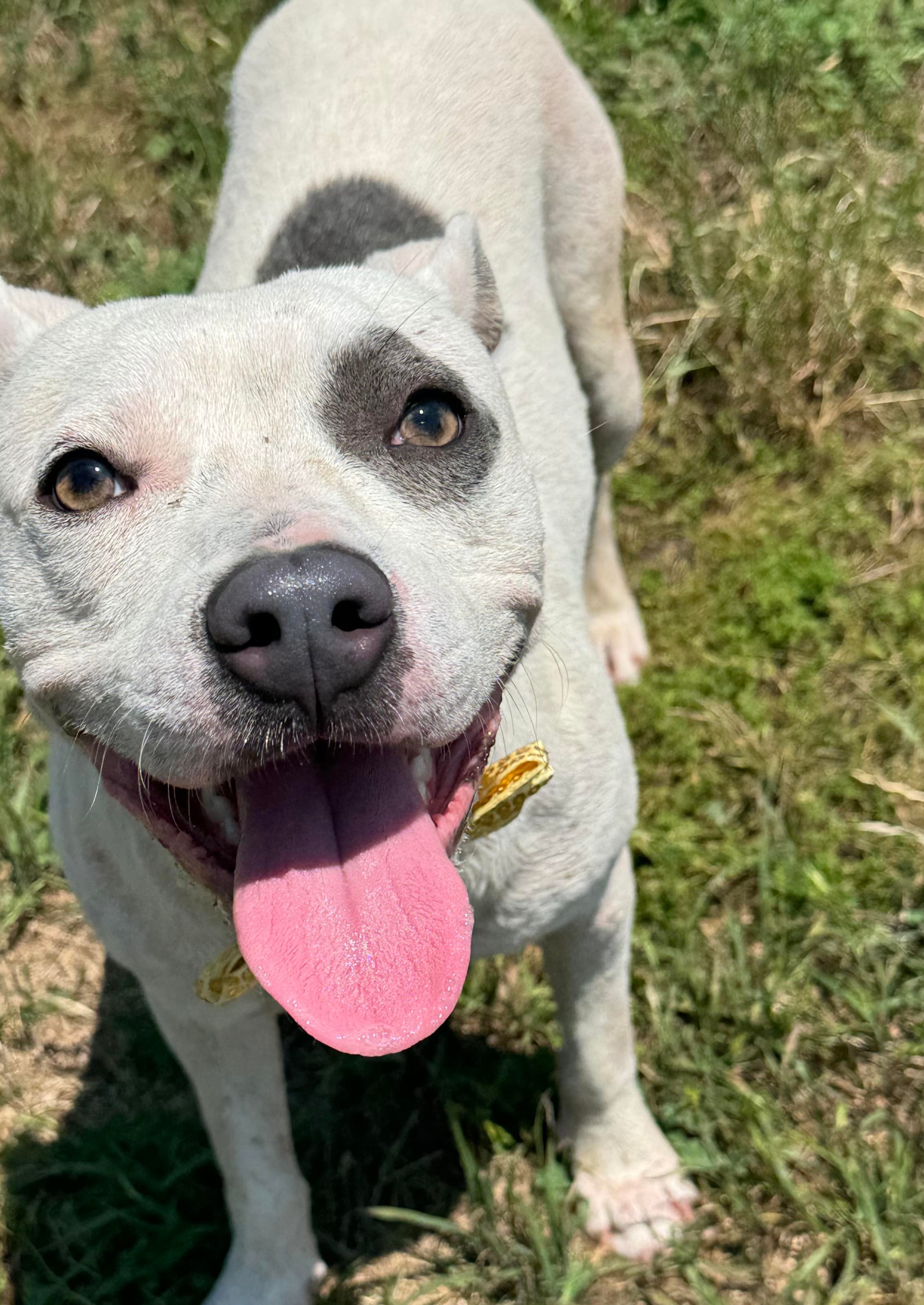 Oscar, an adoptable Pit Bull Terrier in Arlee, MT, 59821 | Photo Image 5