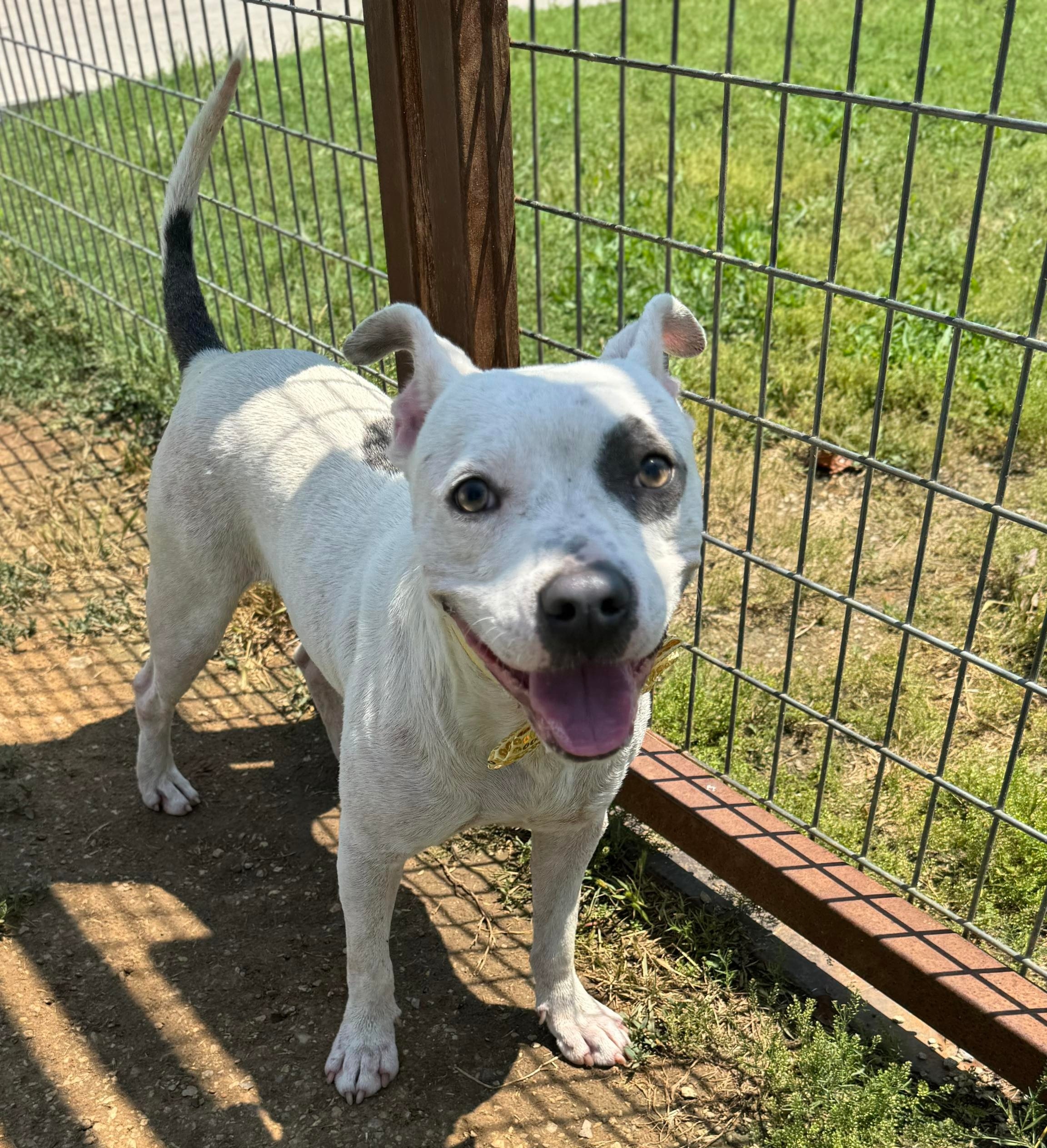 Oscar, an adoptable Pit Bull Terrier in Arlee, MT, 59821 | Photo Image 6