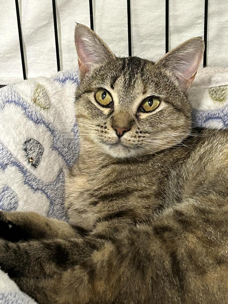 Honey, an adoptable Domestic Short Hair in Ontario, OR, 97914 | Photo Image 1