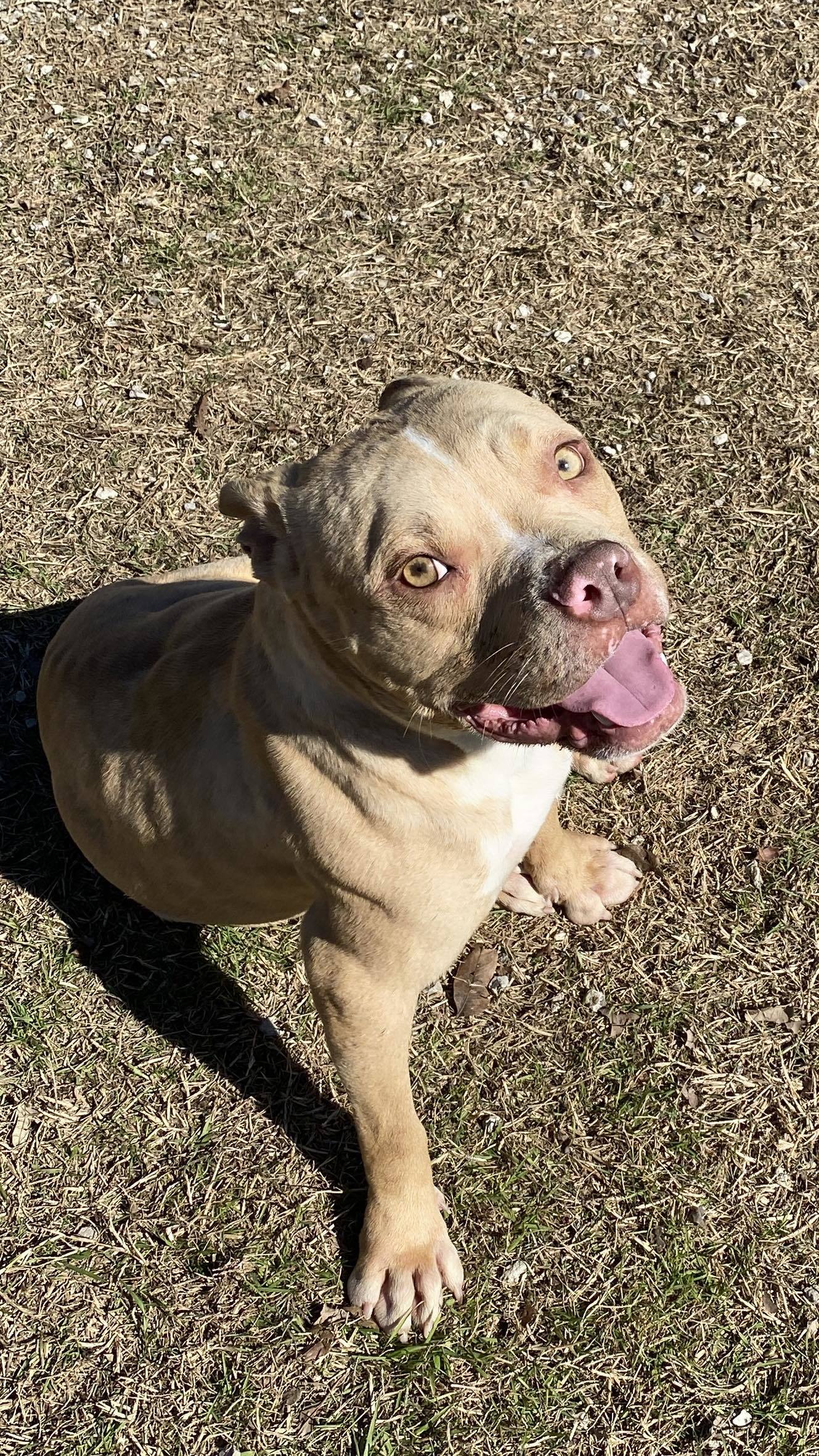 Dorito, an adoptable Pit Bull Terrier in Arlee, MT, 59821 | Photo Image 1