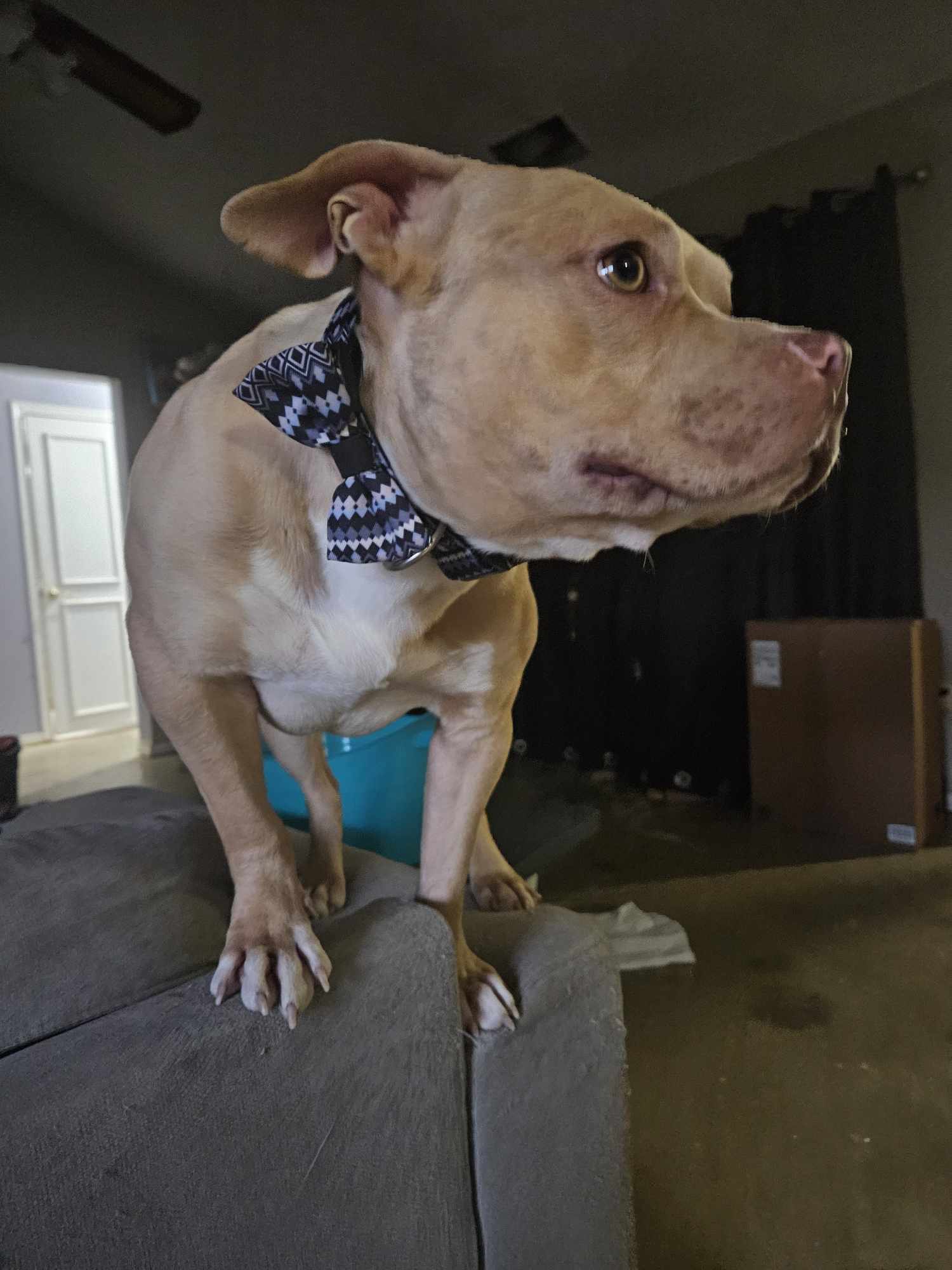 Dorito, an adoptable Pit Bull Terrier in Arlee, MT, 59821 | Photo Image 2