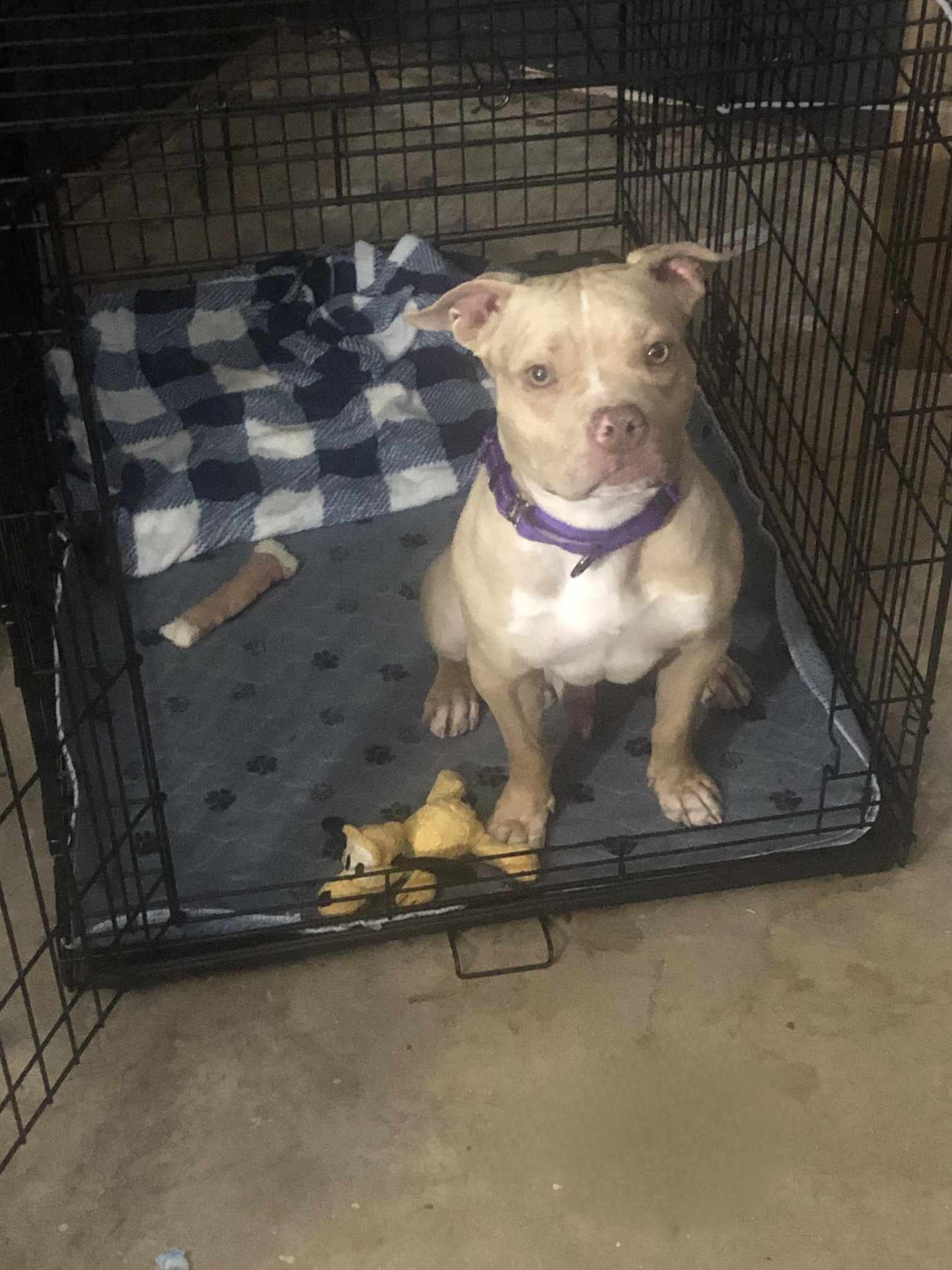 Dorito, an adoptable Pit Bull Terrier in Arlee, MT, 59821 | Photo Image 3