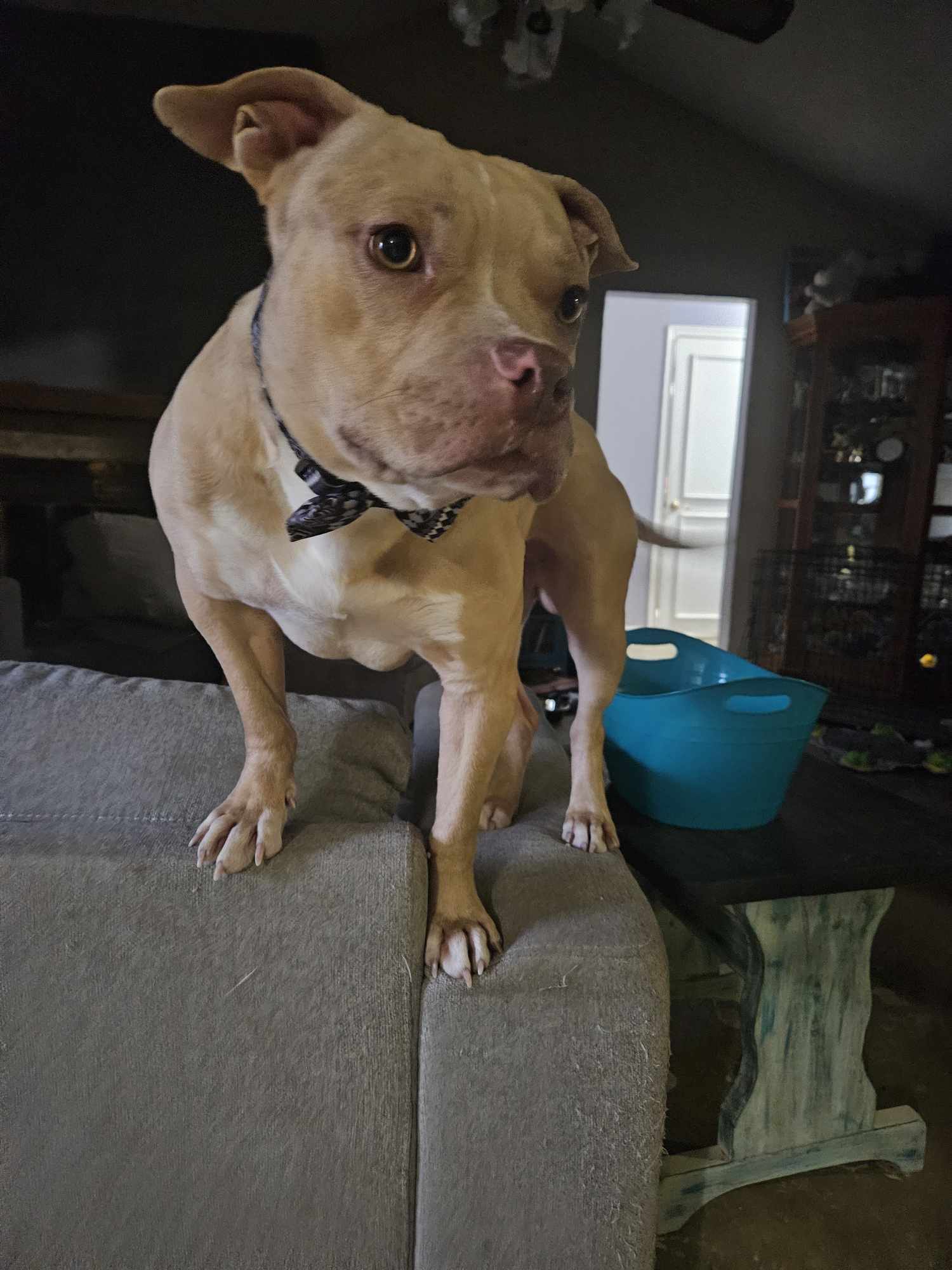 Dorito, an adoptable Pit Bull Terrier in Arlee, MT, 59821 | Photo Image 5