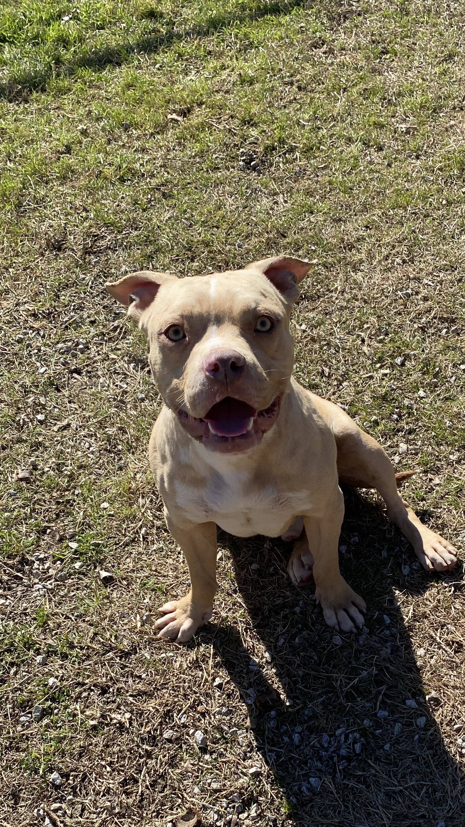 Dorito, an adoptable Pit Bull Terrier in Arlee, MT, 59821 | Photo Image 6