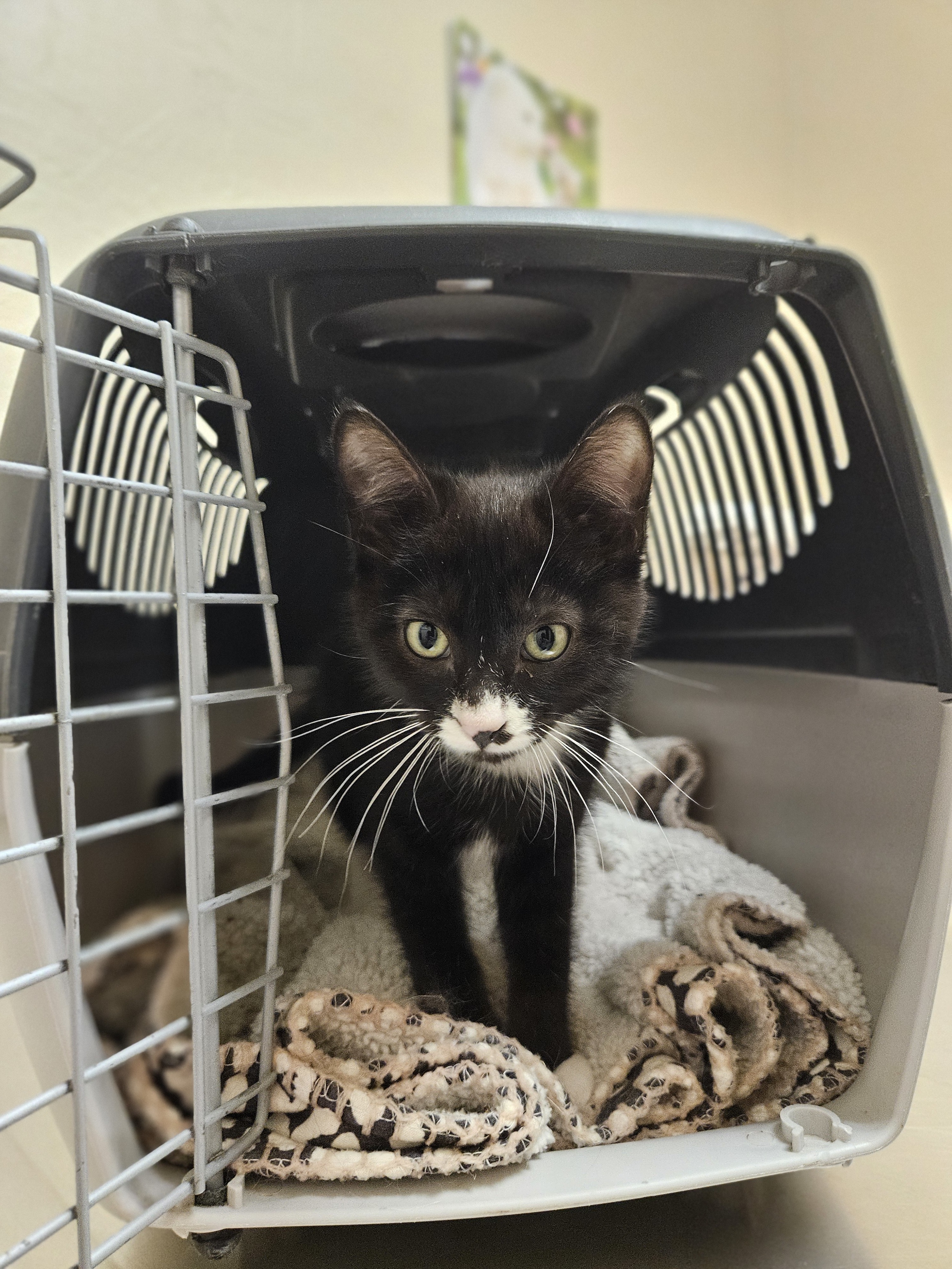 Archie, an adoptable Domestic Long Hair in Twin Falls, ID, 83301 | Photo Image 1