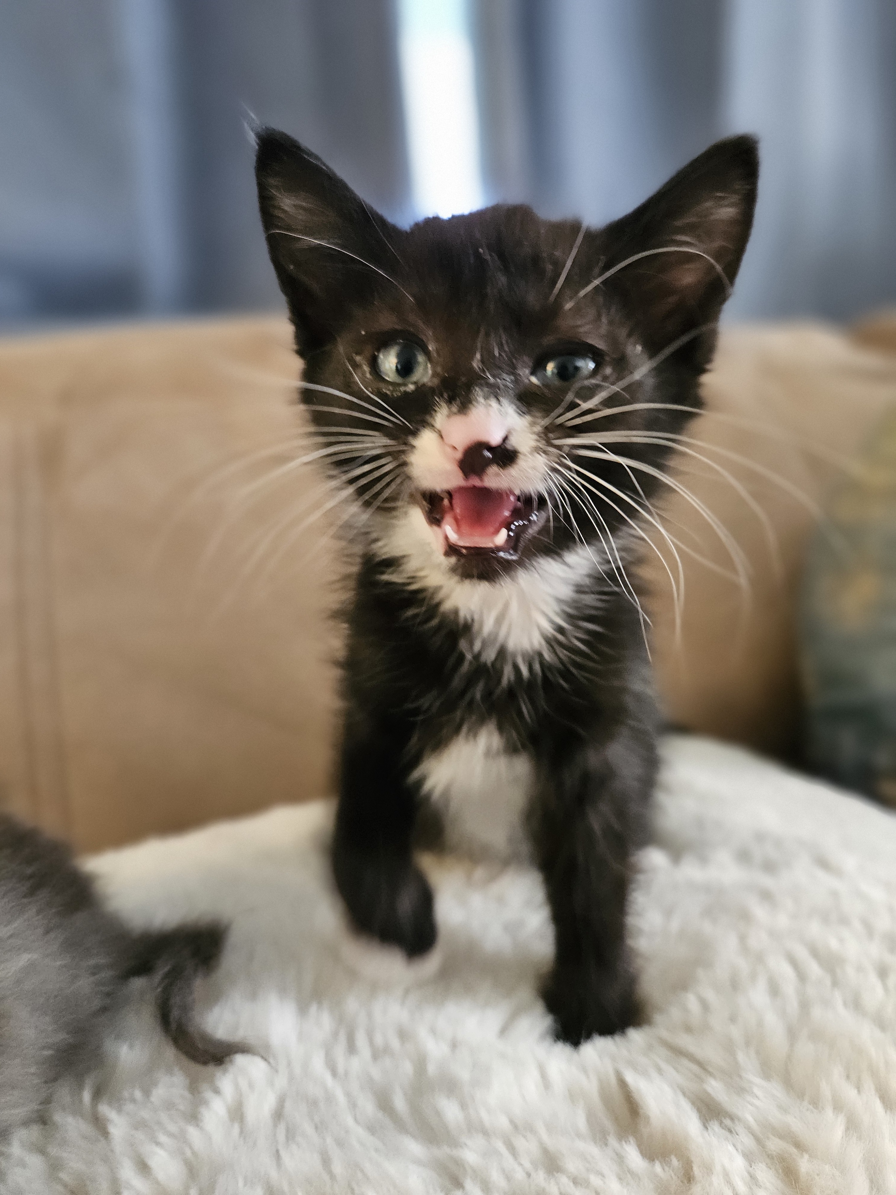 Archie, an adoptable Domestic Long Hair in Twin Falls, ID, 83301 | Photo Image 3