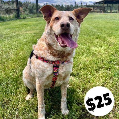 Rainbow Dash, an adoptable Cattle Dog, Yellow Labrador Retriever in Glenwood Springs, CO, 81601 | Photo Image 1