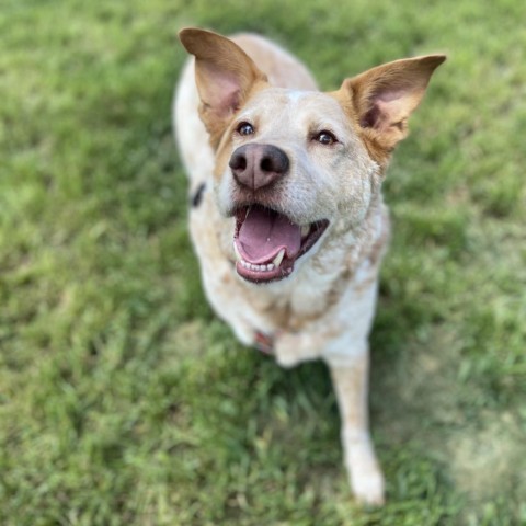 Rainbow Dash, an adoptable Cattle Dog, Yellow Labrador Retriever in Glenwood Springs, CO, 81601 | Photo Image 2