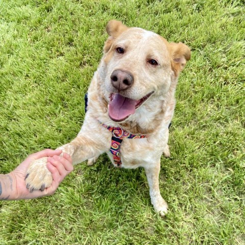 Rainbow Dash, an adoptable Cattle Dog, Yellow Labrador Retriever in Glenwood Springs, CO, 81601 | Photo Image 3