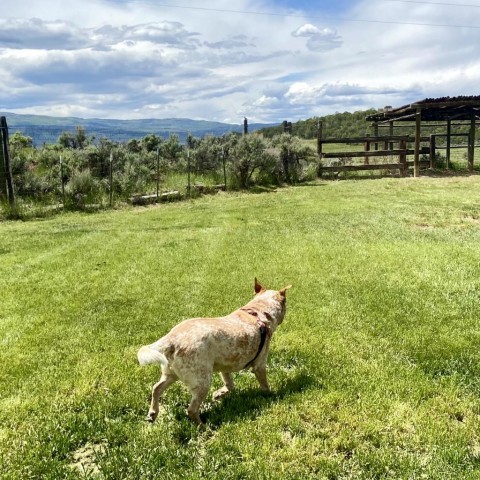 Rainbow Dash, an adoptable Cattle Dog, Yellow Labrador Retriever in Glenwood Springs, CO, 81601 | Photo Image 4