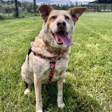 Rainbow Dash, an adoptable Cattle Dog, Yellow Labrador Retriever in Glenwood Springs, CO, 81601 | Photo Image 5