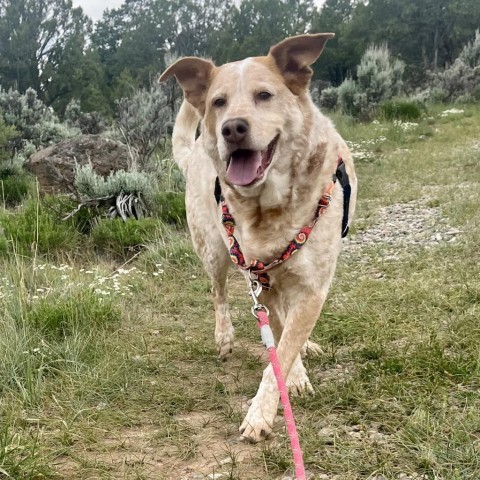 Rainbow Dash, an adoptable Cattle Dog, Yellow Labrador Retriever in Glenwood Springs, CO, 81601 | Photo Image 6