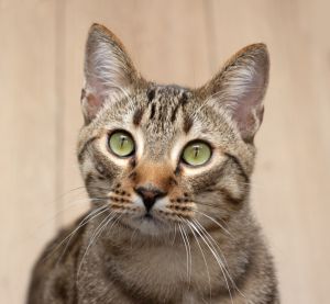 Lovie Domestic Short Hair Cat