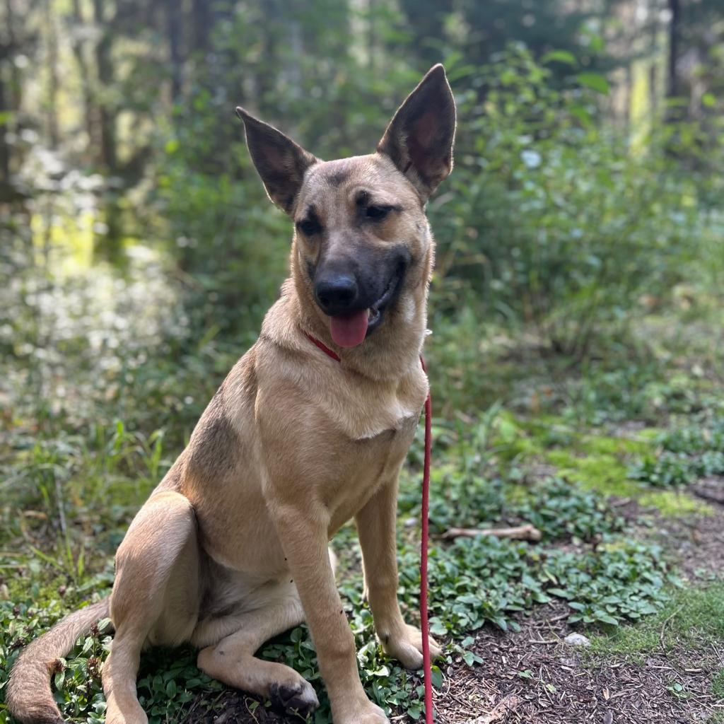 Athena, an adoptable Shepherd, Labrador Retriever in Cashmere, WA, 98815 | Photo Image 2