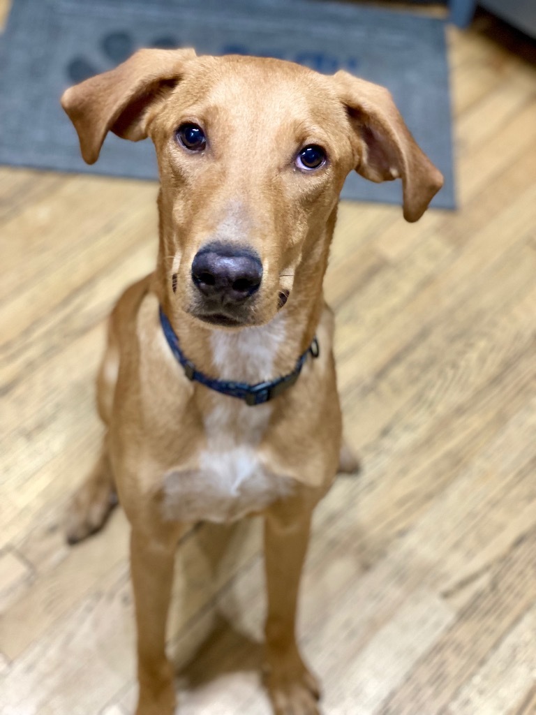 Harrison, an adoptable Australian Cattle Dog / Blue Heeler, Mixed Breed in Urbandale, IA, 50322 | Photo Image 1