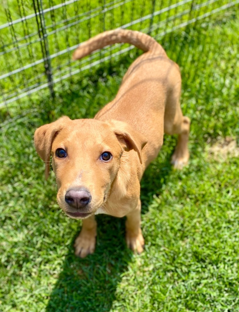 Harrison, an adoptable Australian Cattle Dog / Blue Heeler, Mixed Breed in Urbandale, IA, 50322 | Photo Image 2