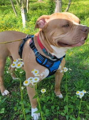Meet Broussard This kiddo is the full package well behaved lovable smart and downright handsome