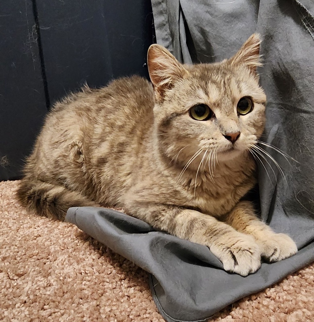 Yuffie, an adoptable Domestic Short Hair in Fort Lupton, CO, 80621 | Photo Image 1