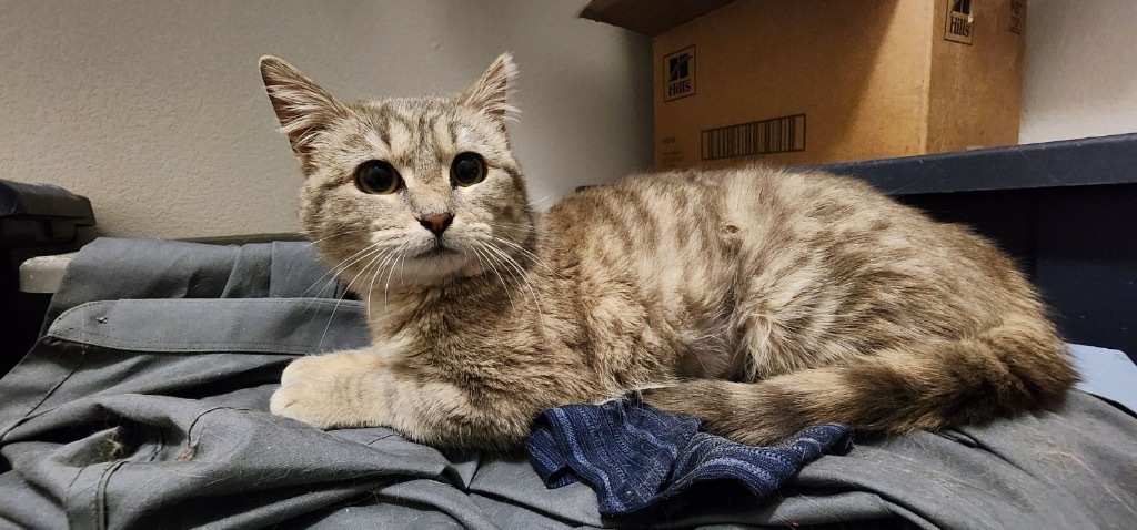 Yuffie, an adoptable Domestic Short Hair in Fort Lupton, CO, 80621 | Photo Image 2