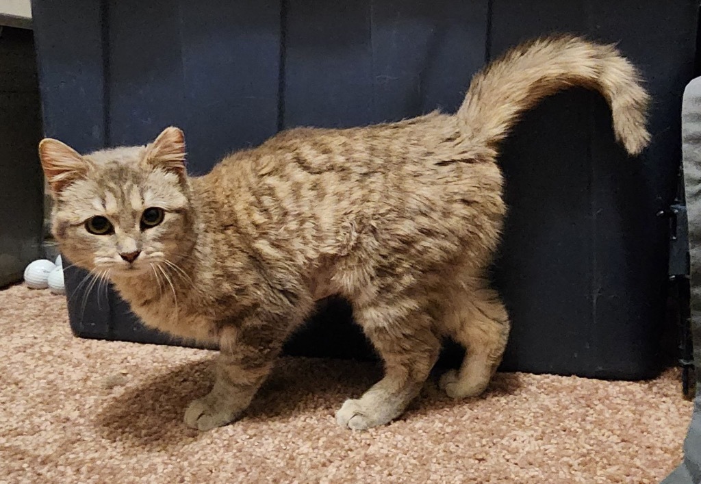 Yuffie, an adoptable Domestic Short Hair in Fort Lupton, CO, 80621 | Photo Image 3