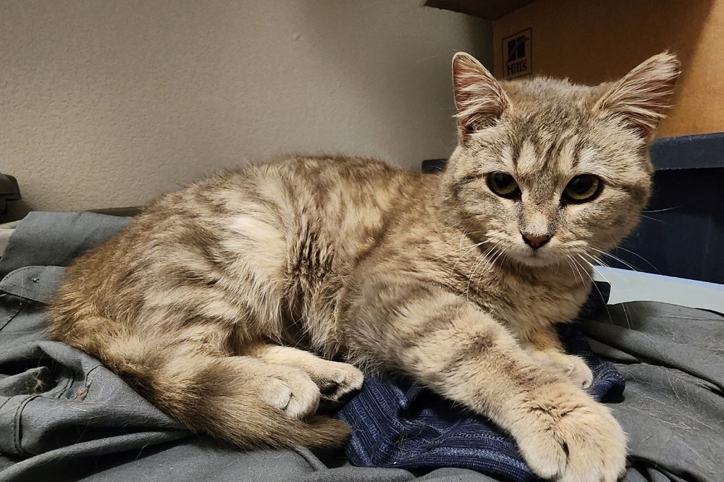 Yuffie, an adoptable Domestic Short Hair in Fort Lupton, CO, 80621 | Photo Image 4