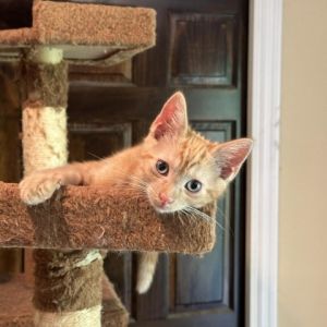 Axel Mandrell-PW Domestic Short Hair Cat