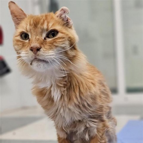 Tony, an adoptable Domestic Short Hair in Mount Shasta, CA, 96067 | Photo Image 1